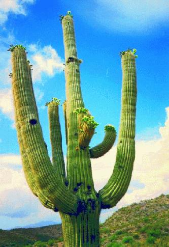 cactus01.JPG - 32.6 K